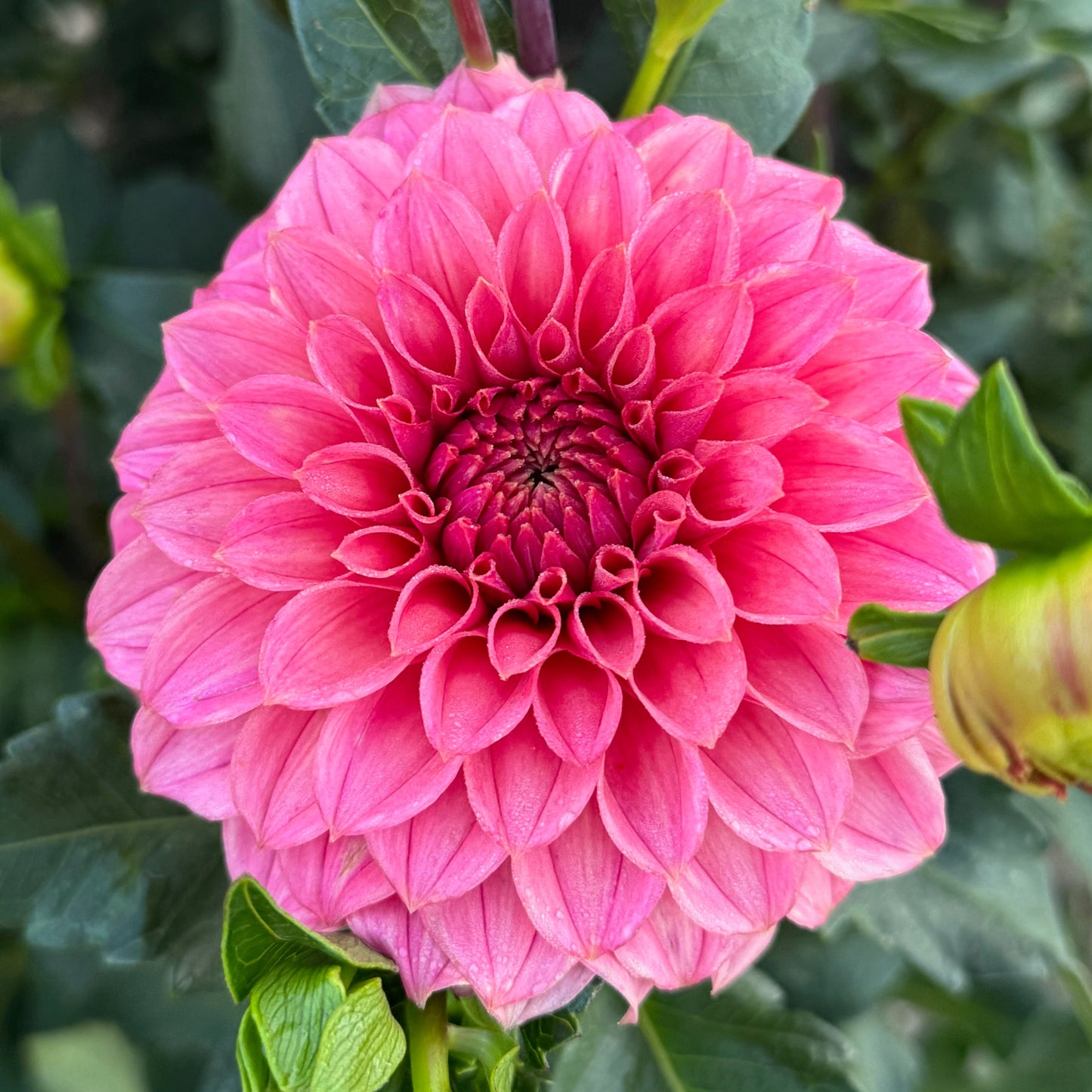 KA's® Keltie Rose