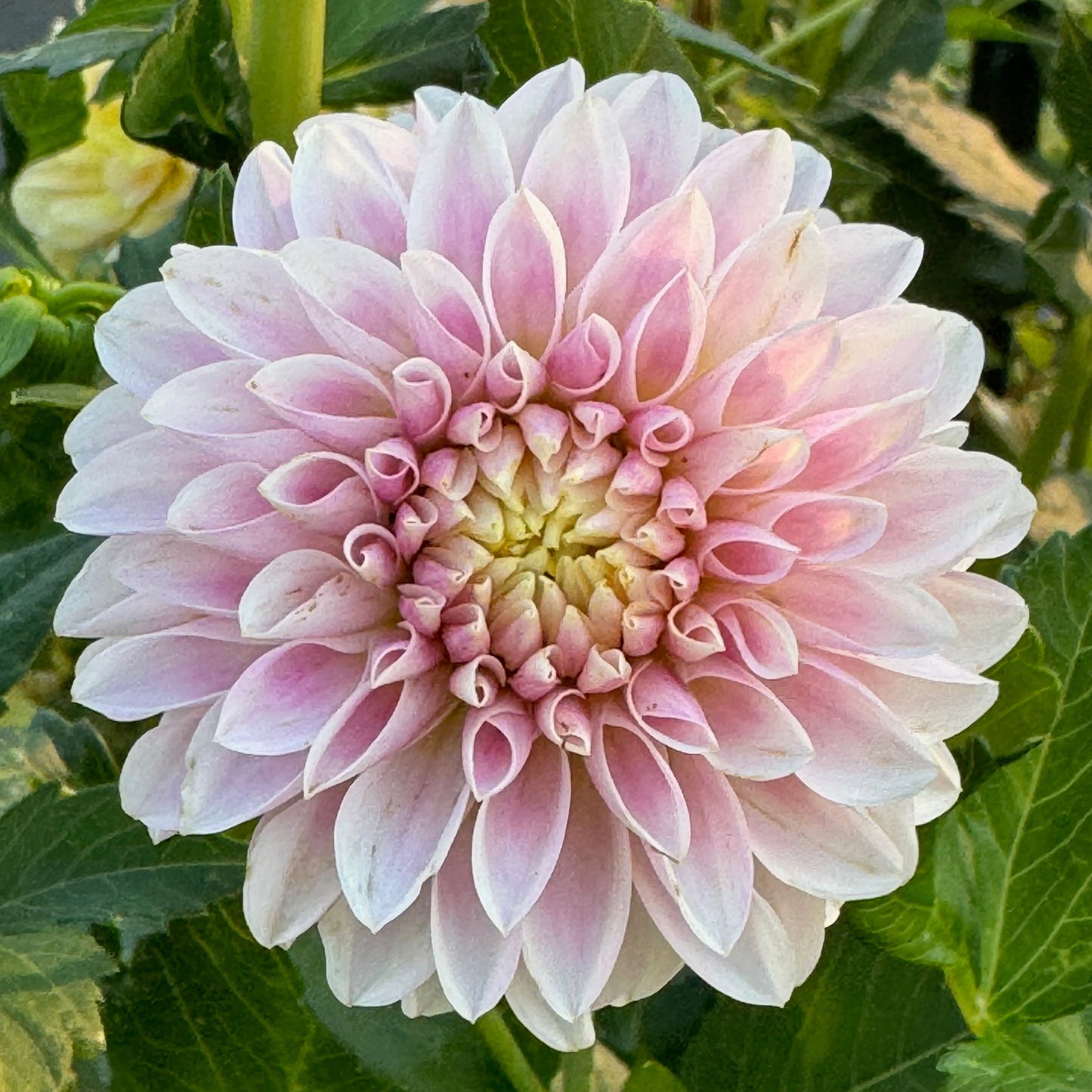Tahoma Kellie