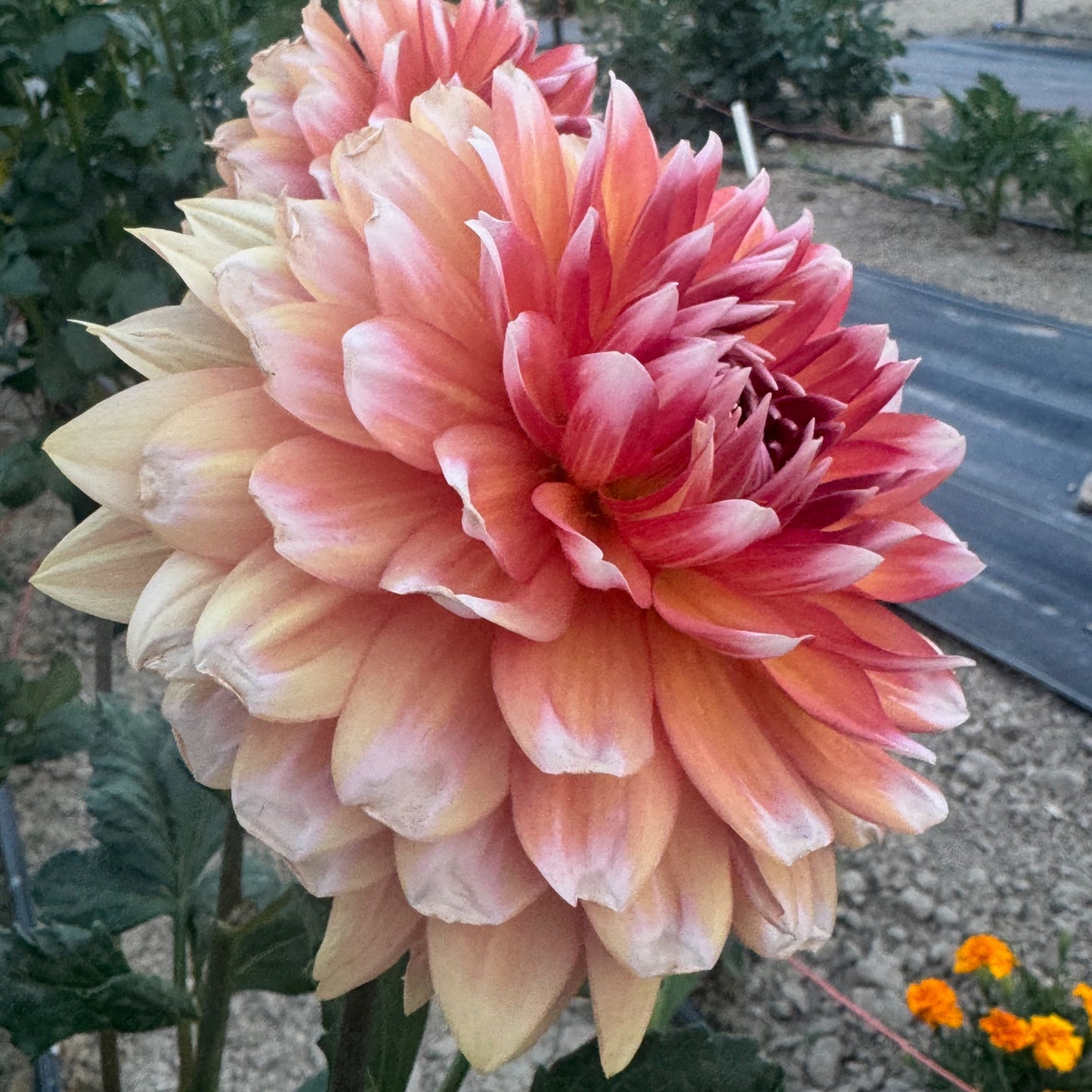 Sandia Candy Corn