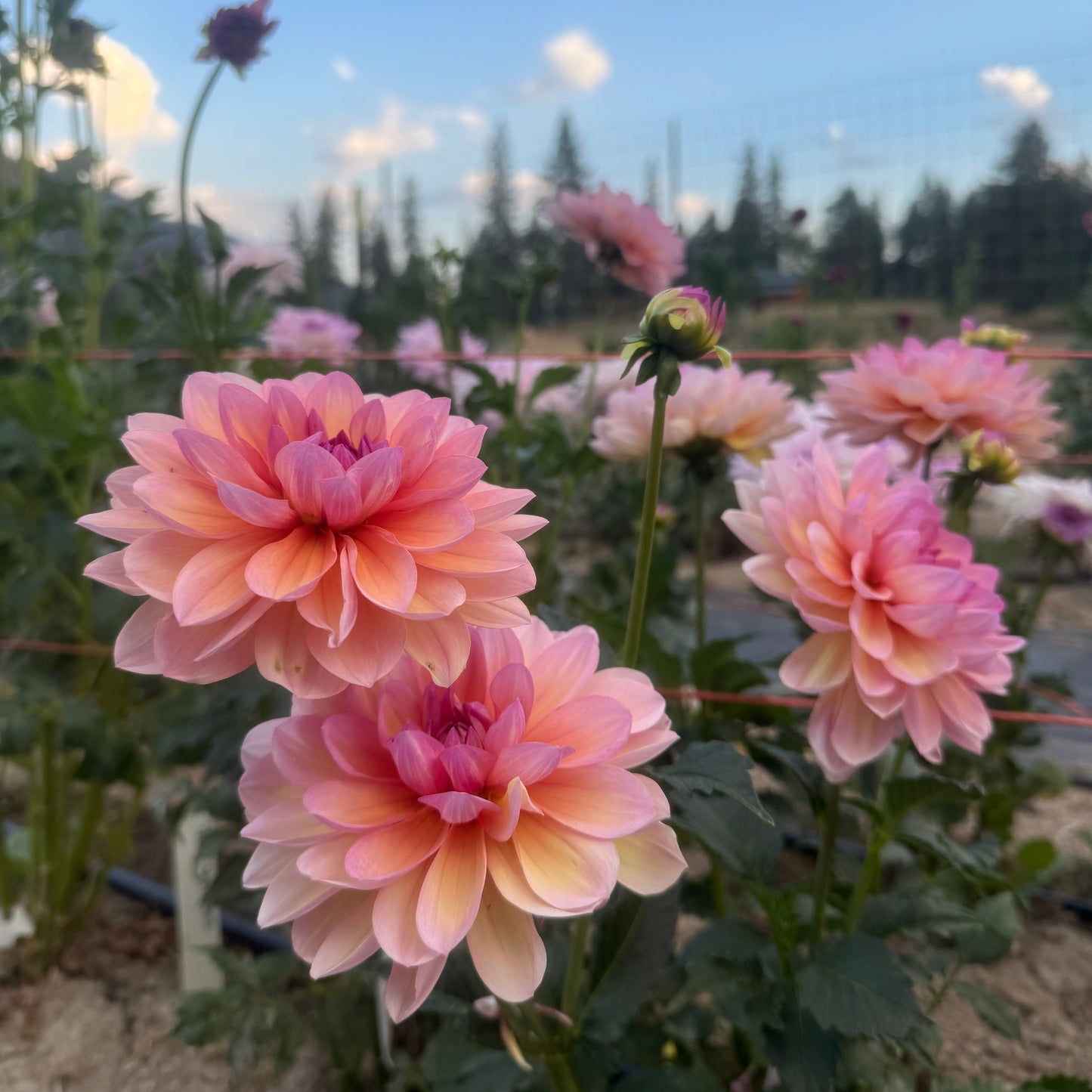 Sandia Rose