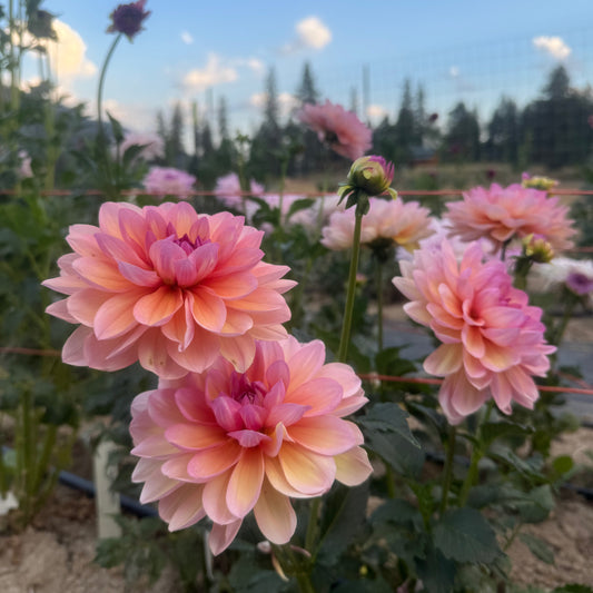 Sandia Rose