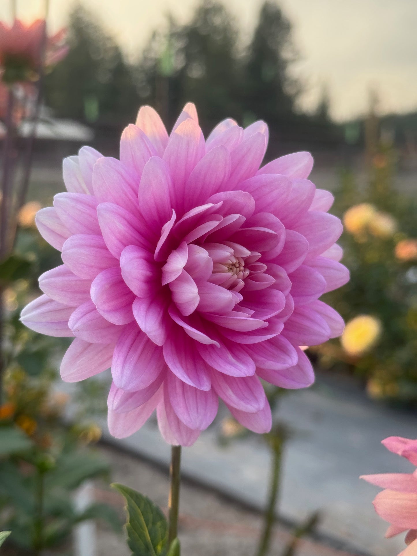 Hollyhill Pink Parfait