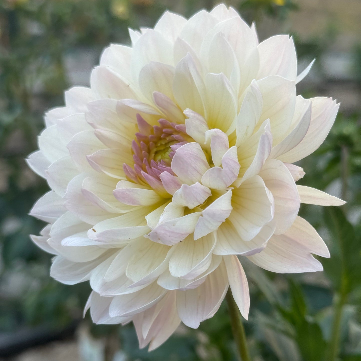 Hollyhill Lilibet