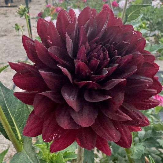 Hollyhill Black Beauty