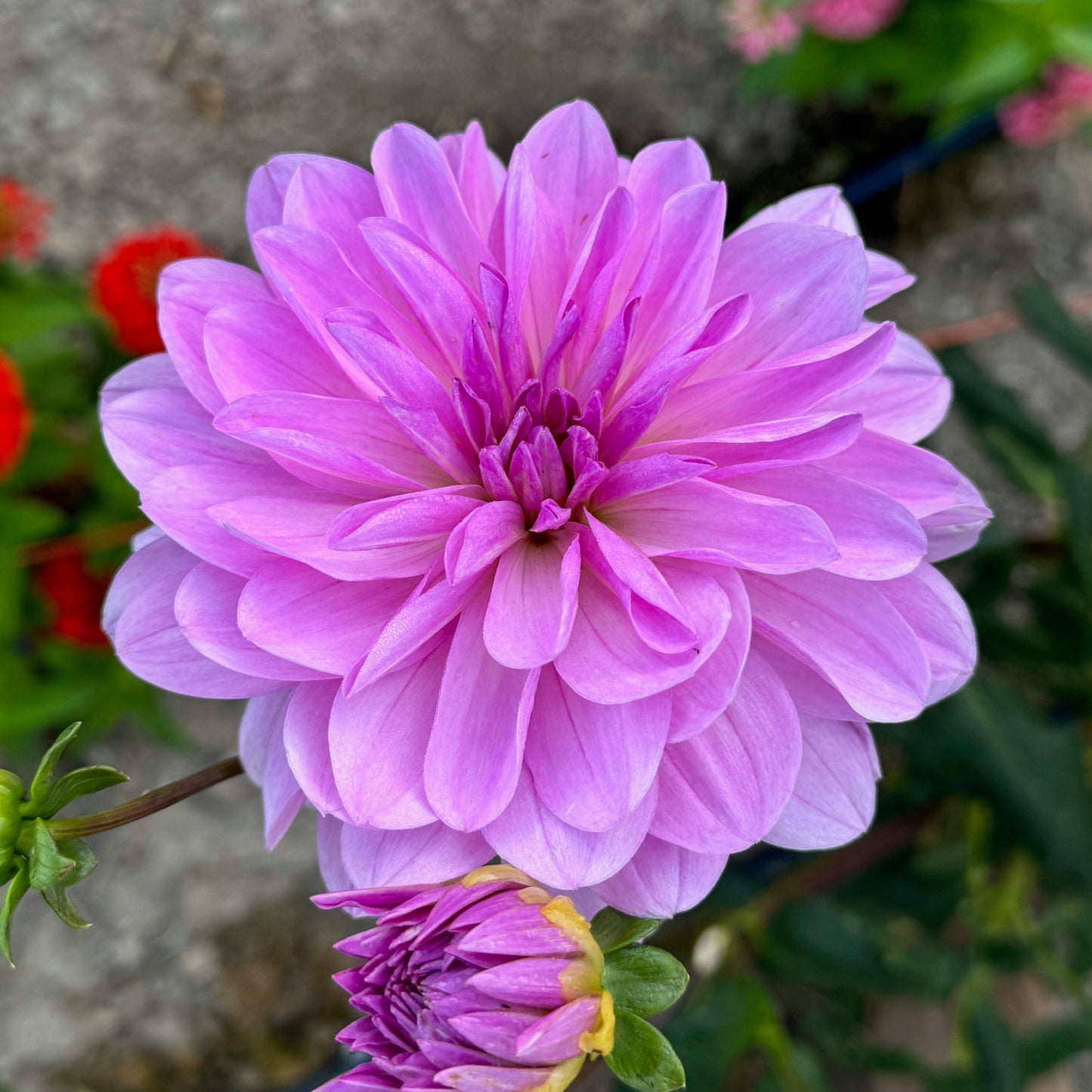 Sandia Shomei