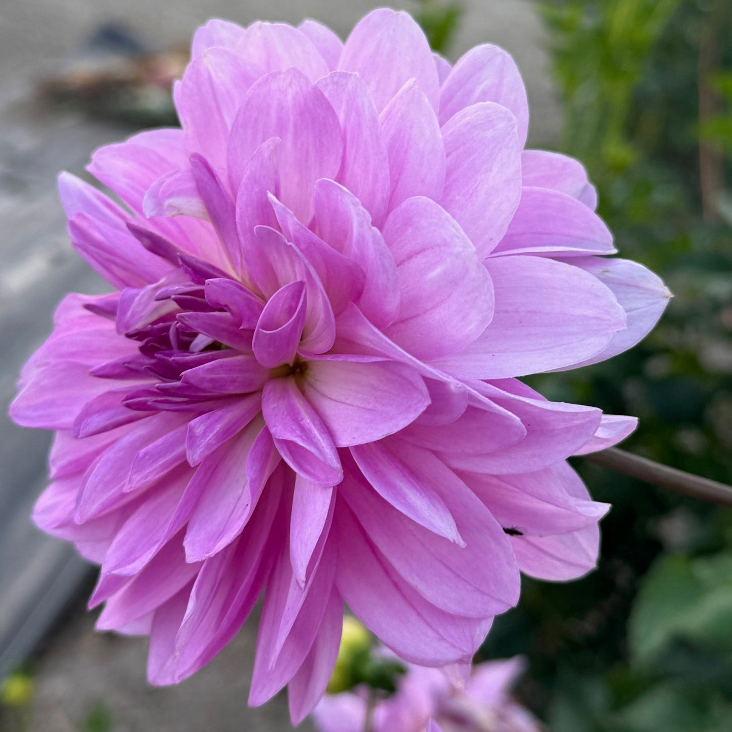 Sandia Shomei