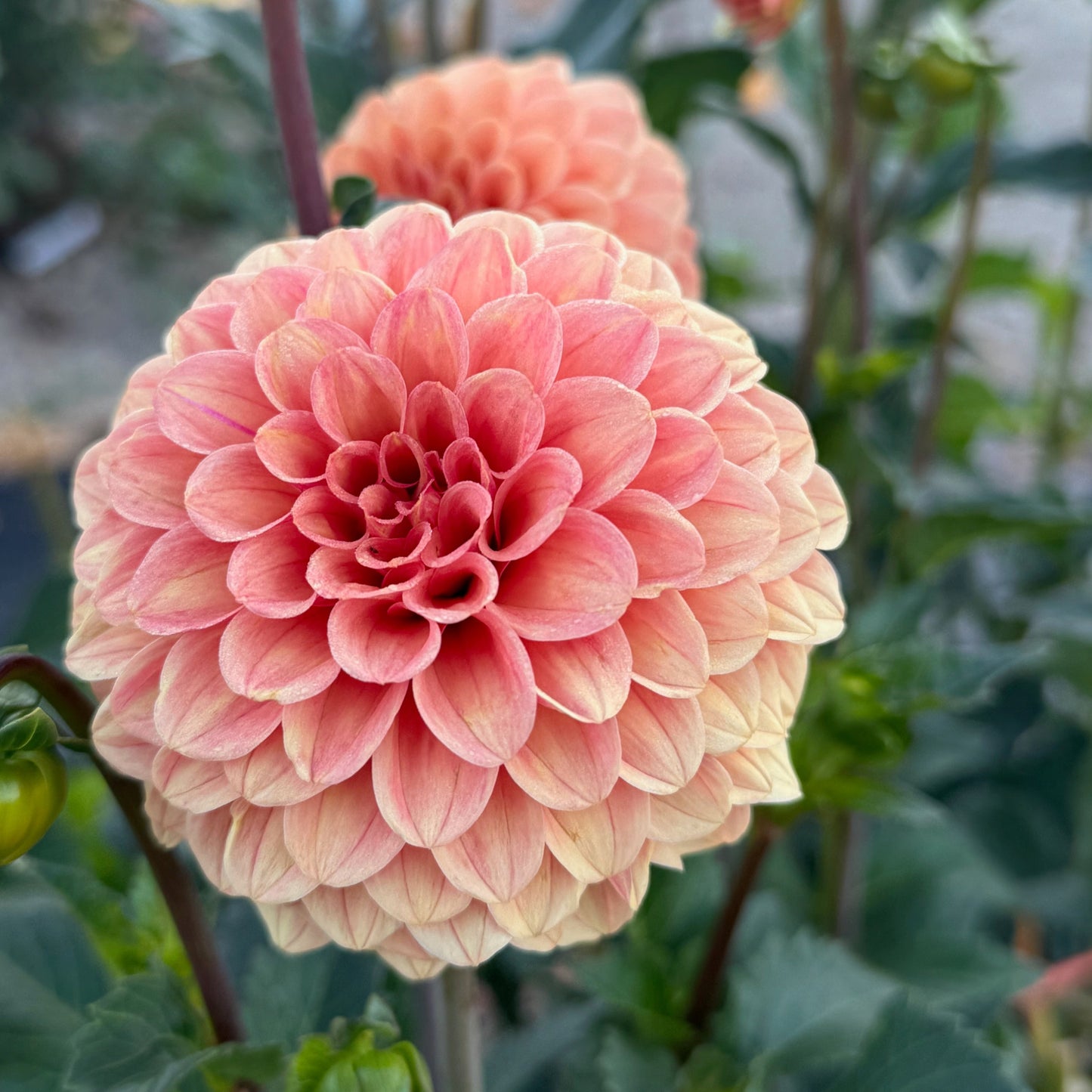 Rose Toscano