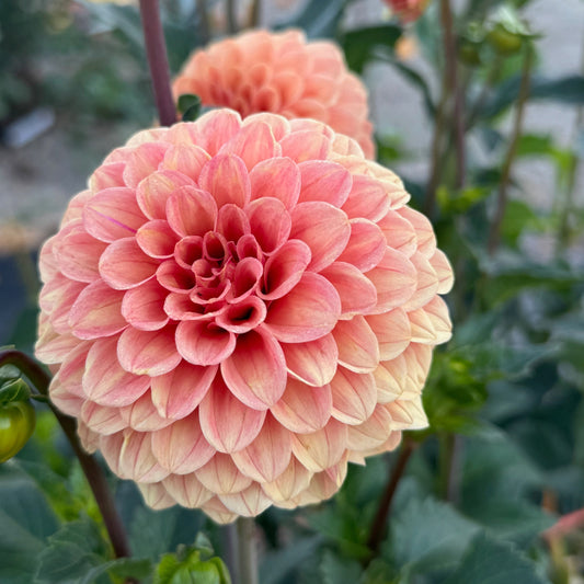 Rose Toscano
