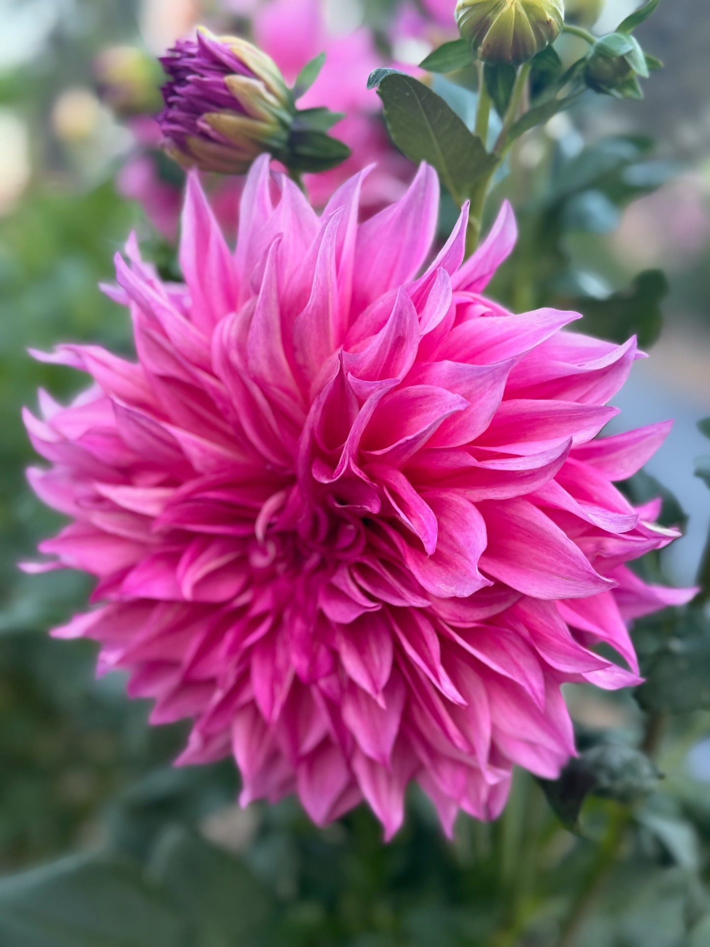 Café au Lait Rose