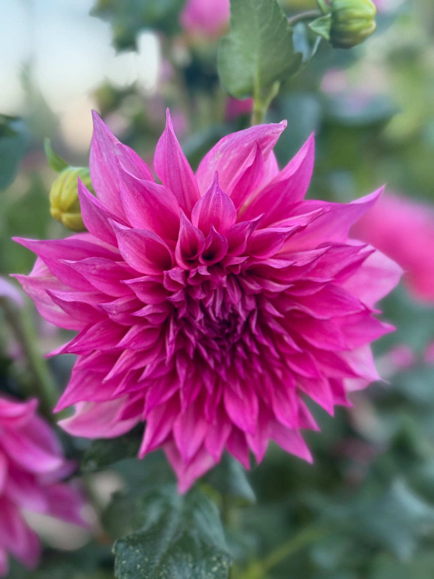 Café au Lait Rose