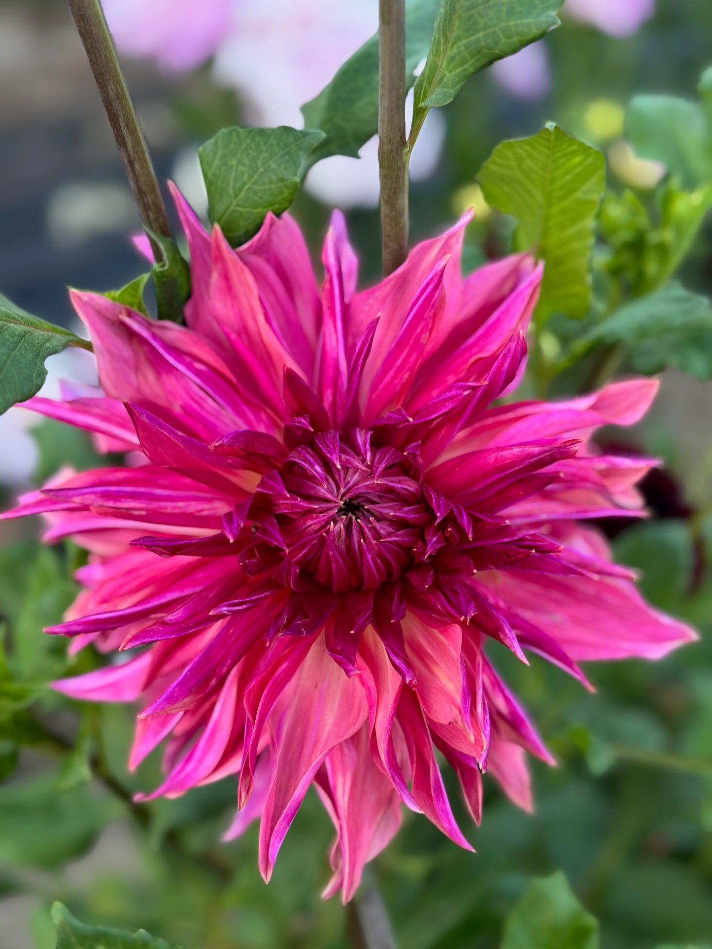 Penhill Dark Monarch
