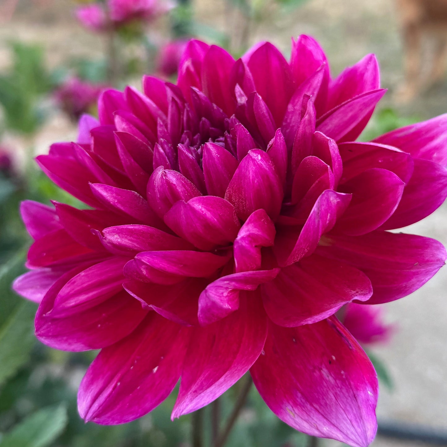Hollyhill Pandora