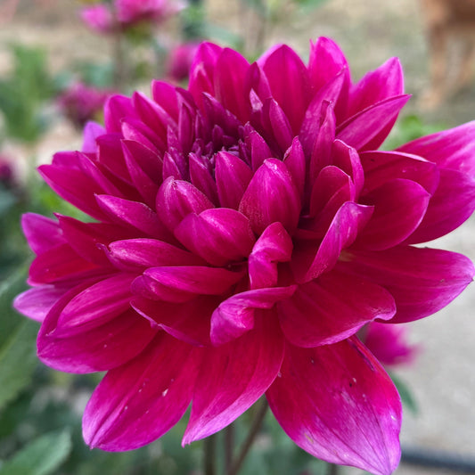 Hollyhill Pandora