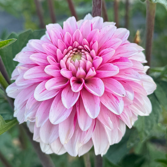 Strawberry Cream