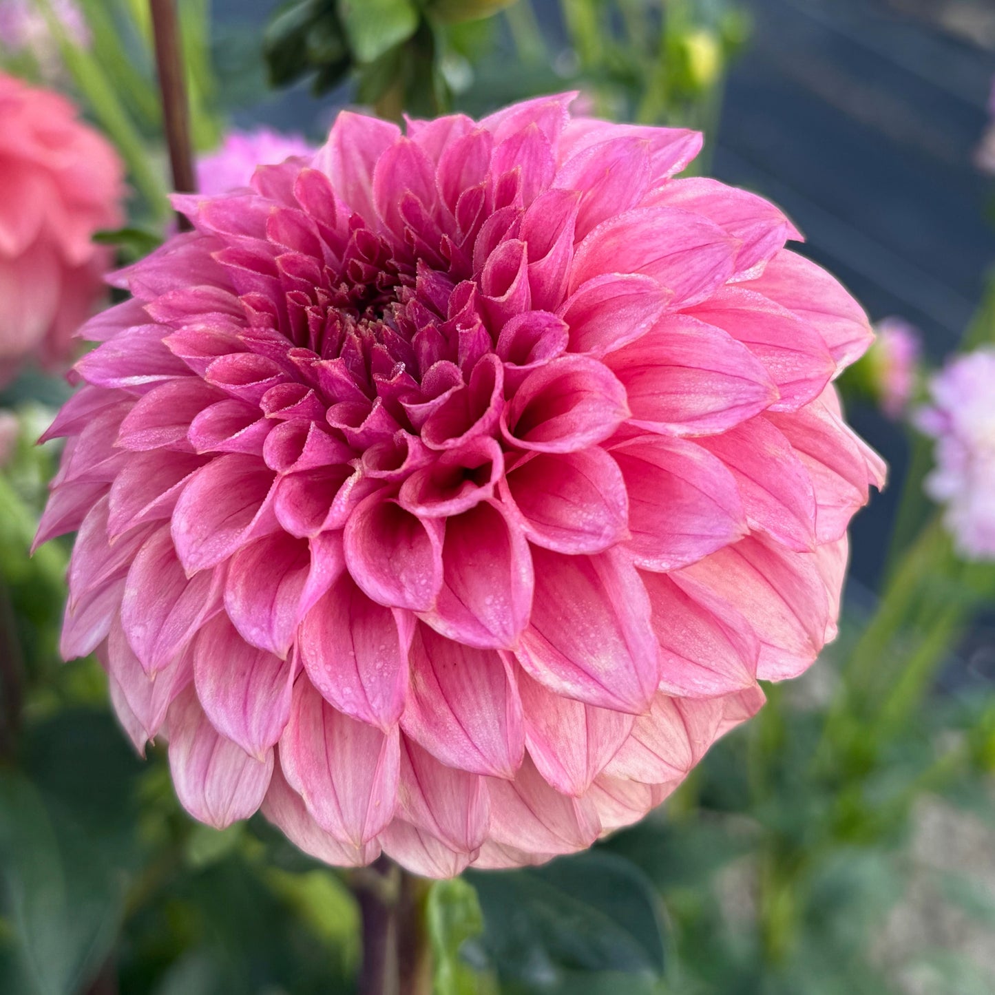 KA's® Keltie Rose
