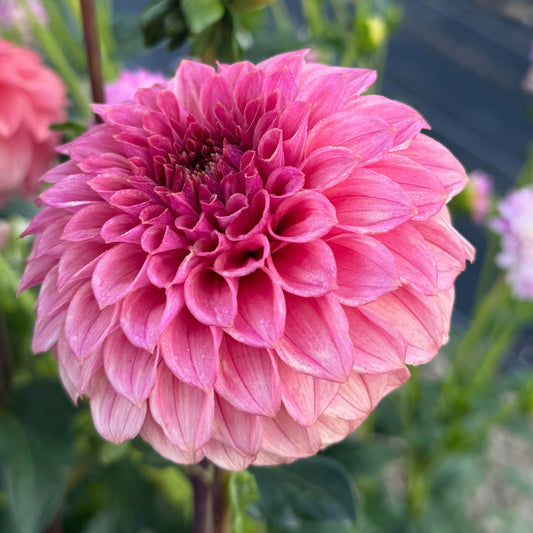 KA's® Keltie Rose