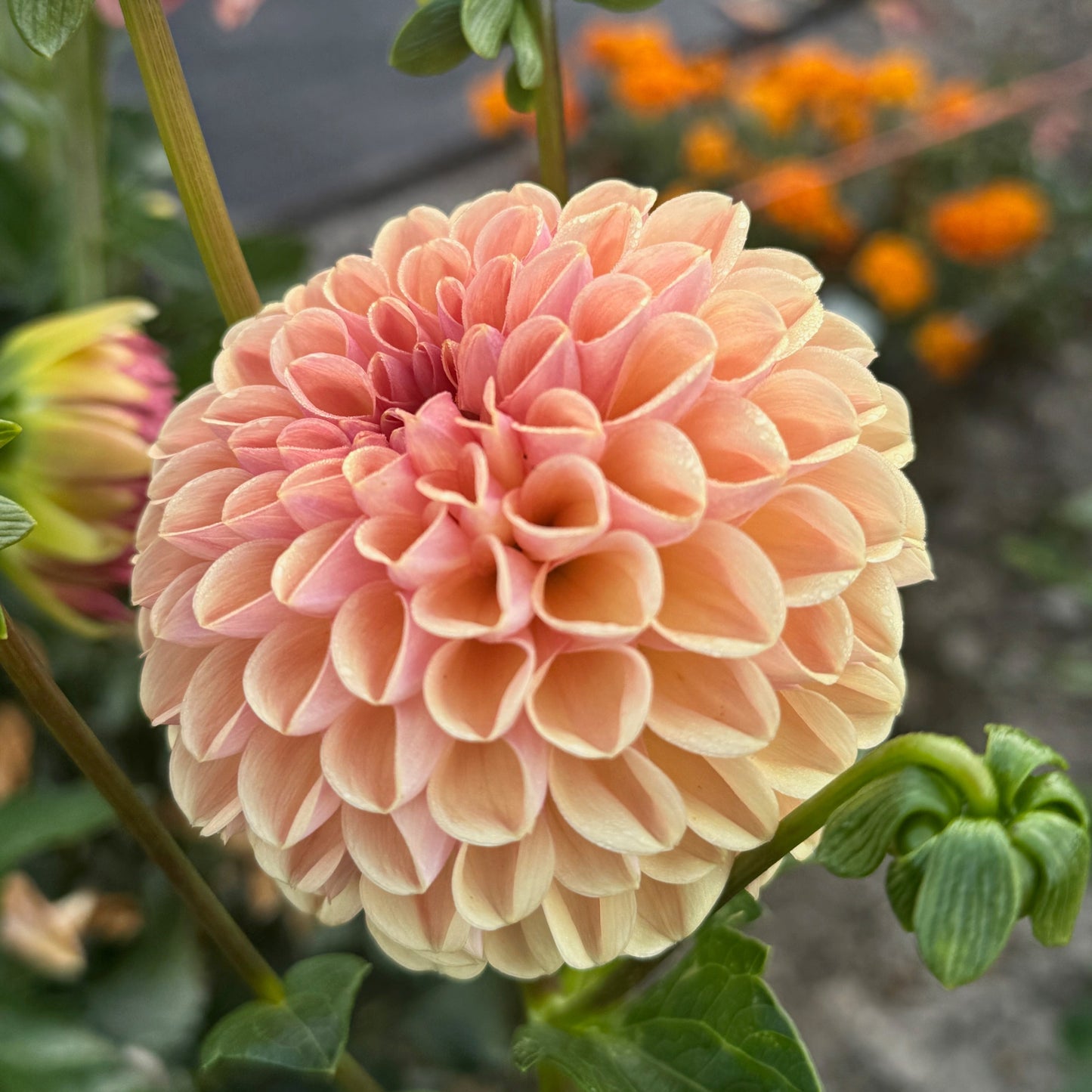 Valley Tawny