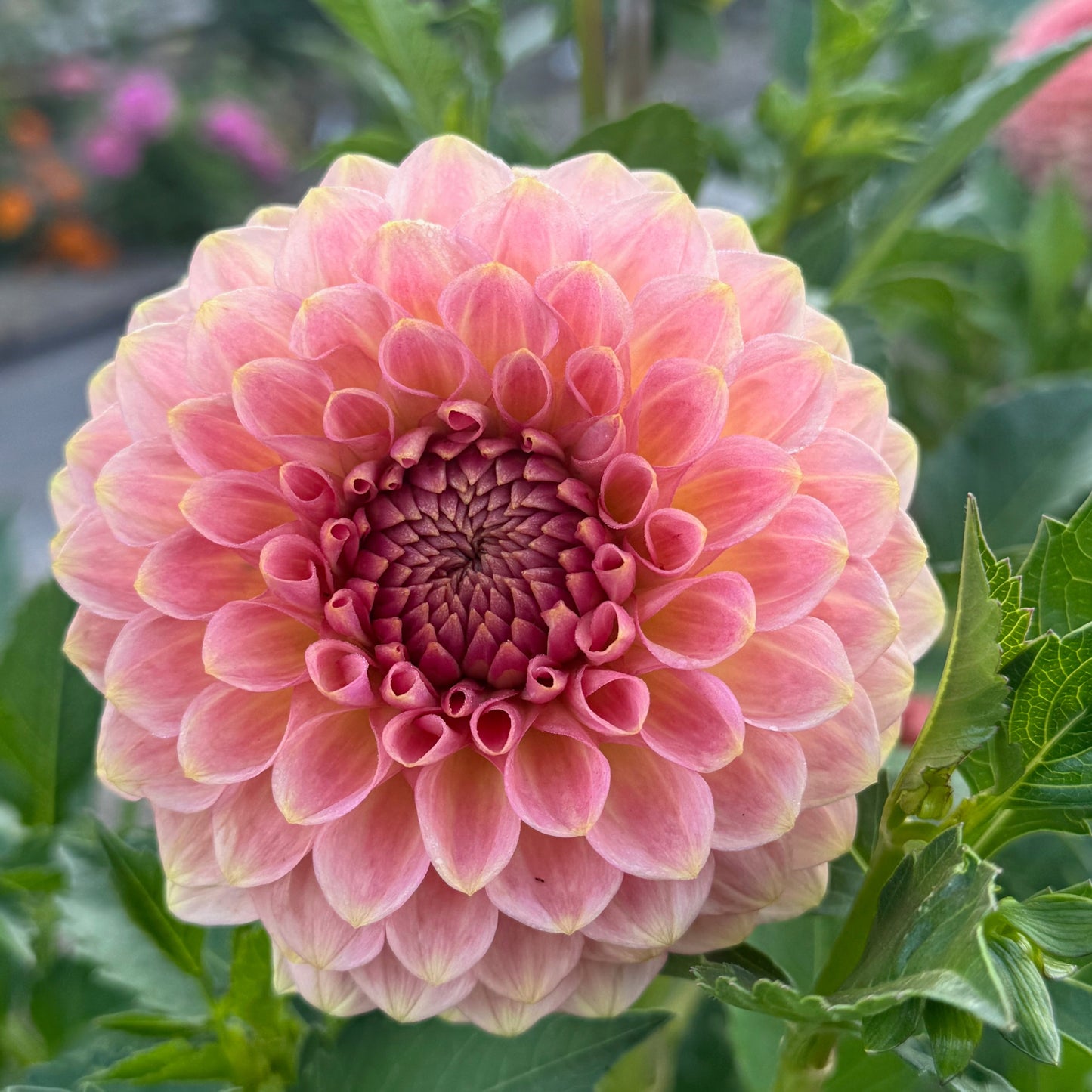 20th Avenue Softer Peach