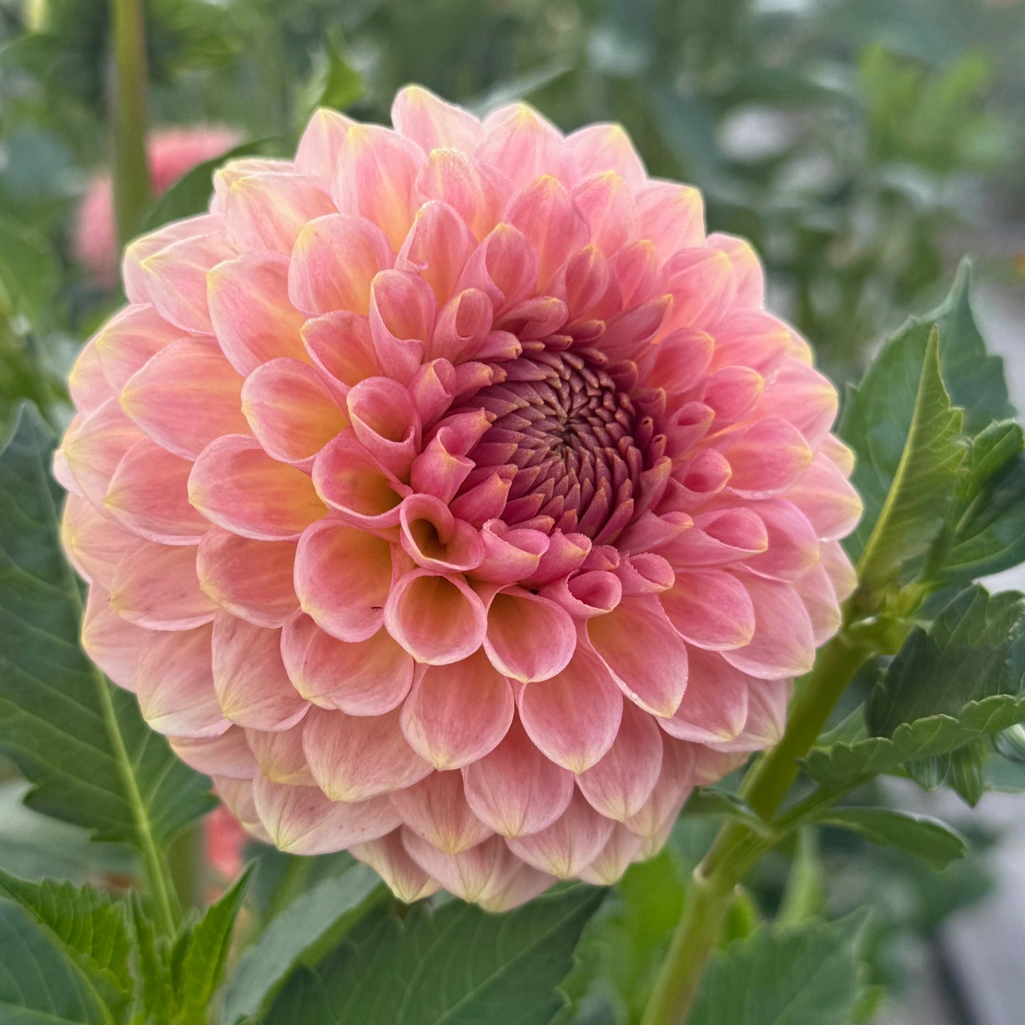 20th Avenue Softer Peach