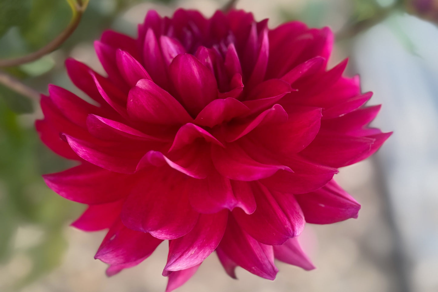 Hollyhill Pandora