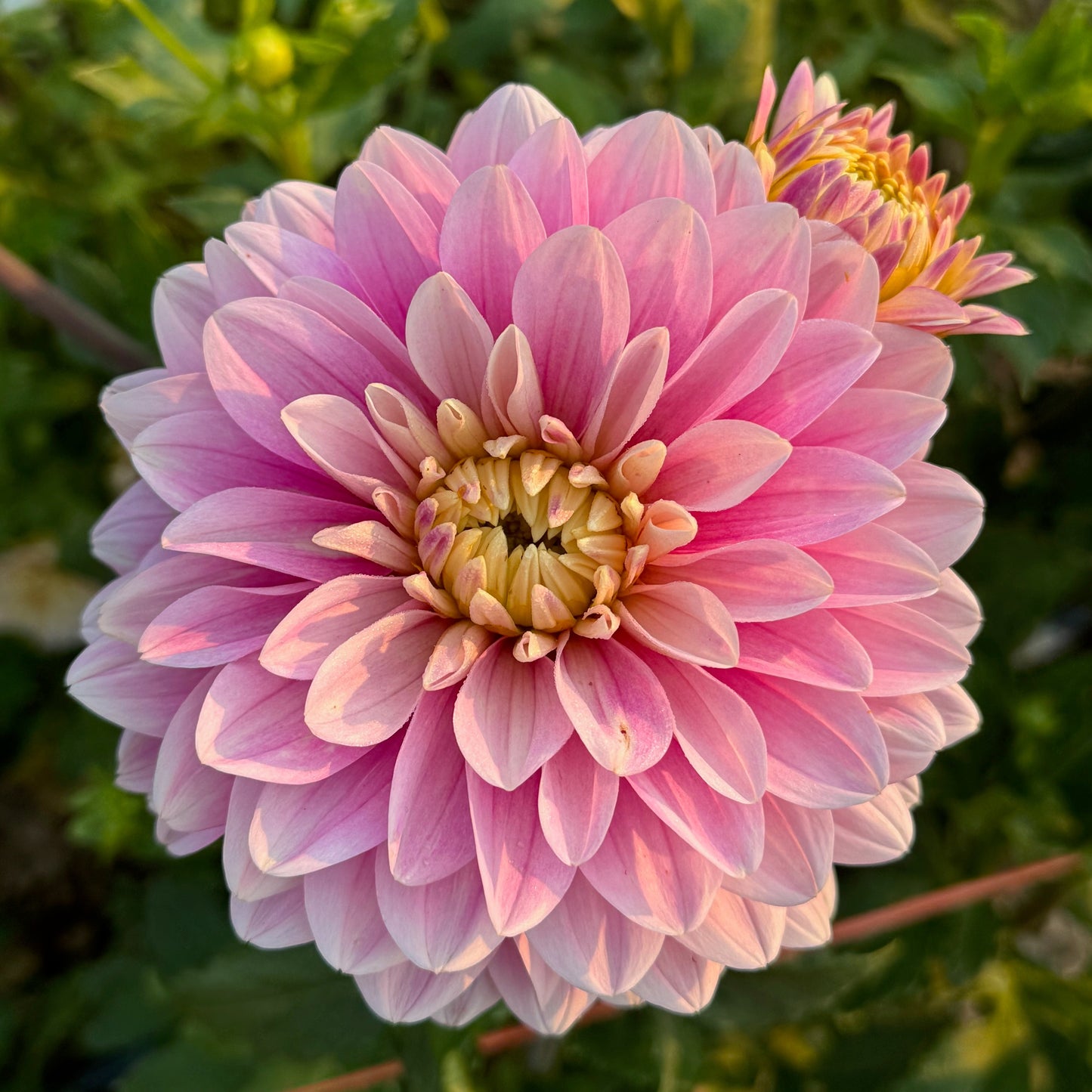 Hapet Rose Dream - limit 1