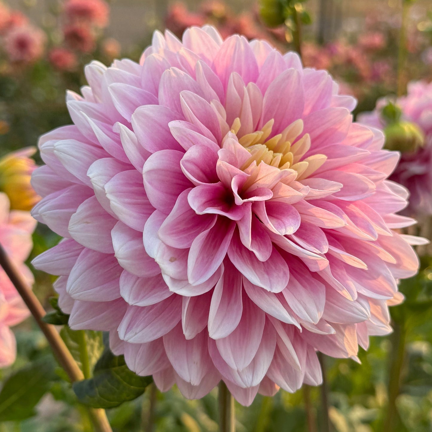 Hapet Rose Dream - limit 1