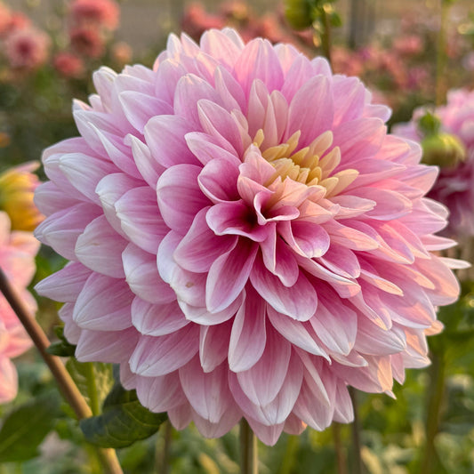 Hapet Rose Dream - limit 1