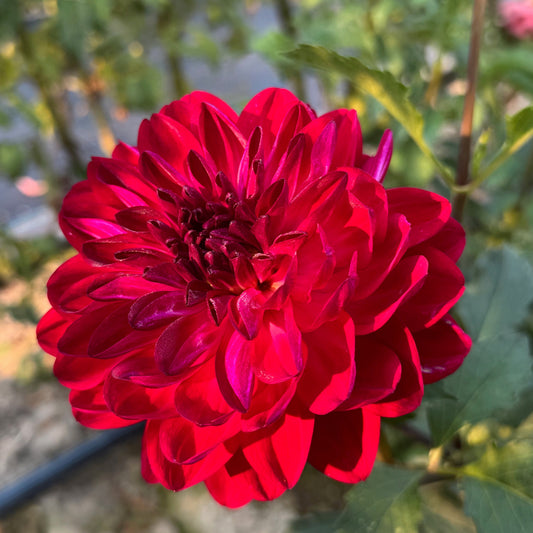 Sandia Bertha