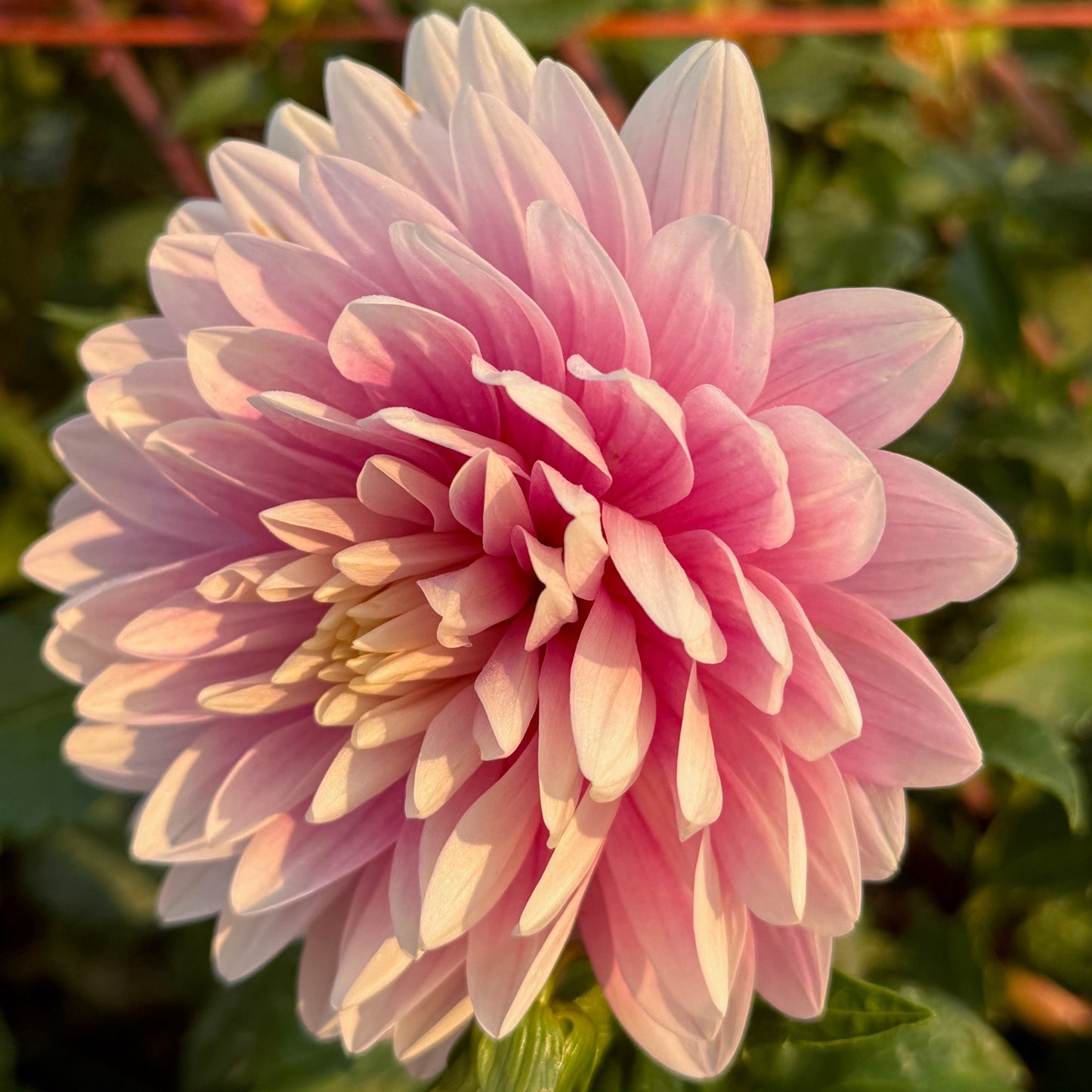 Hollyhill Pink Parfait