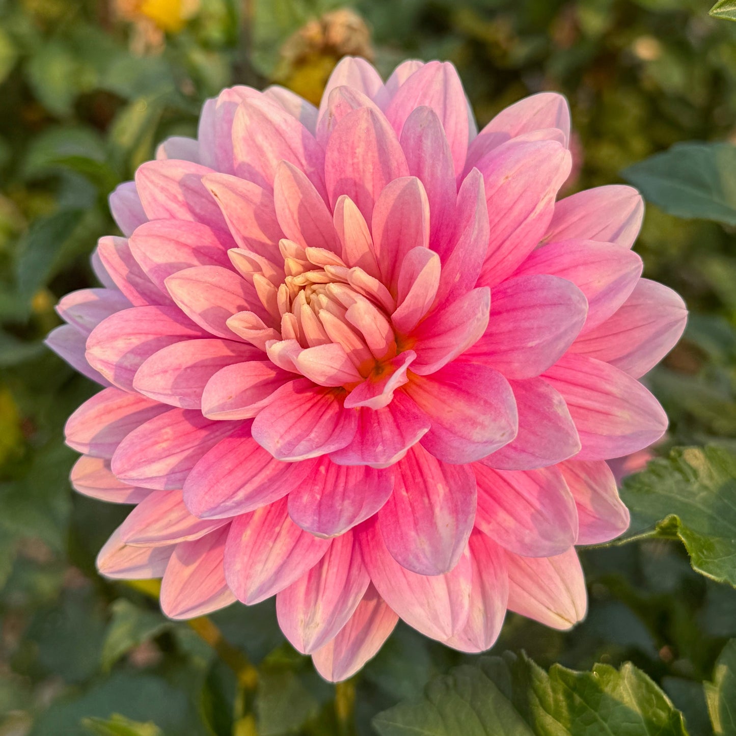 Hollyhill Pink Parfait