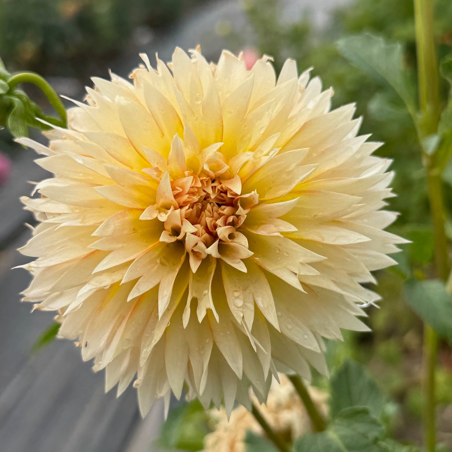 Tahoma Thimble
