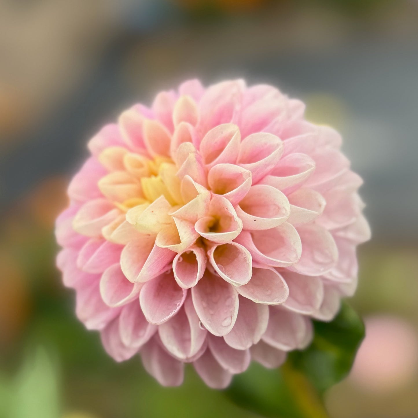 Hollyhill Pollyanna