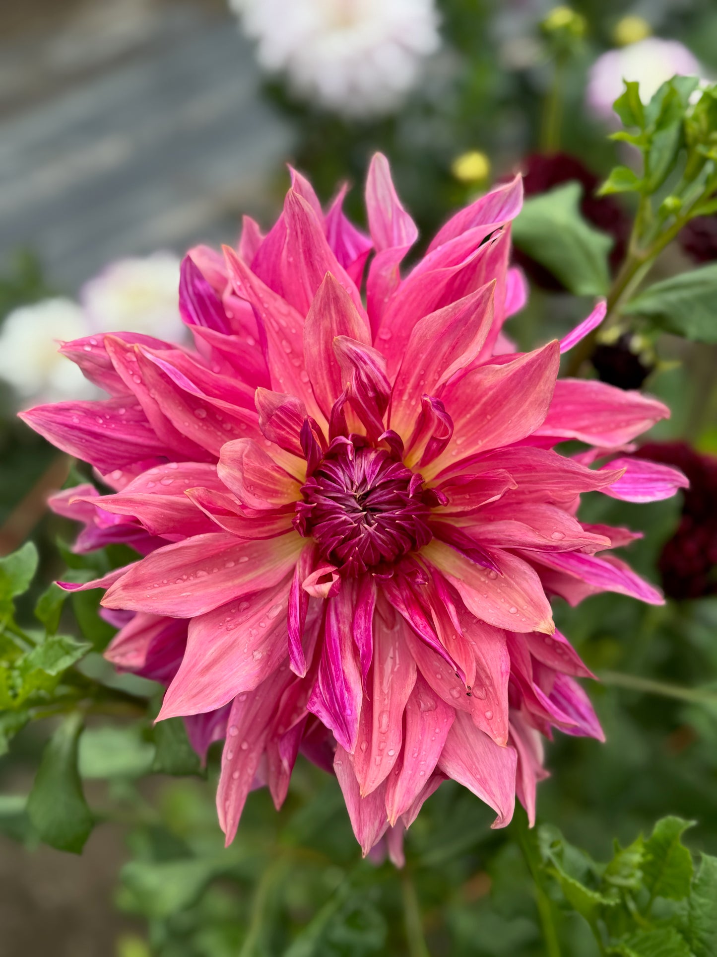 Penhill Dark Monarch