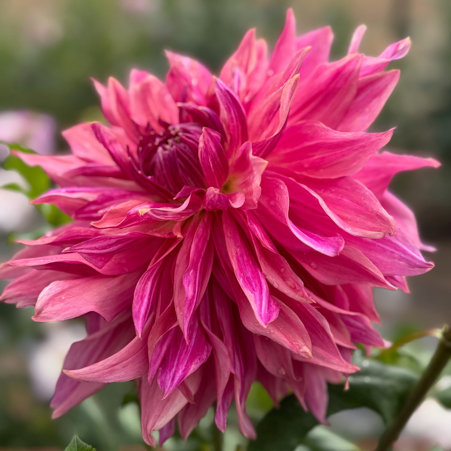 Penhill Dark Monarch