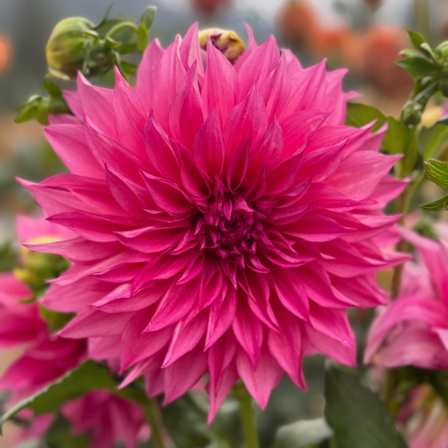 Café au Lait Rose
