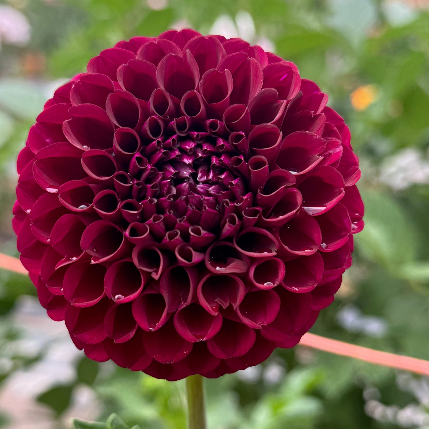 Irish Blackberry