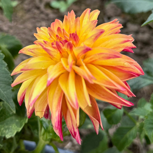 Verrone's Donna Marie
