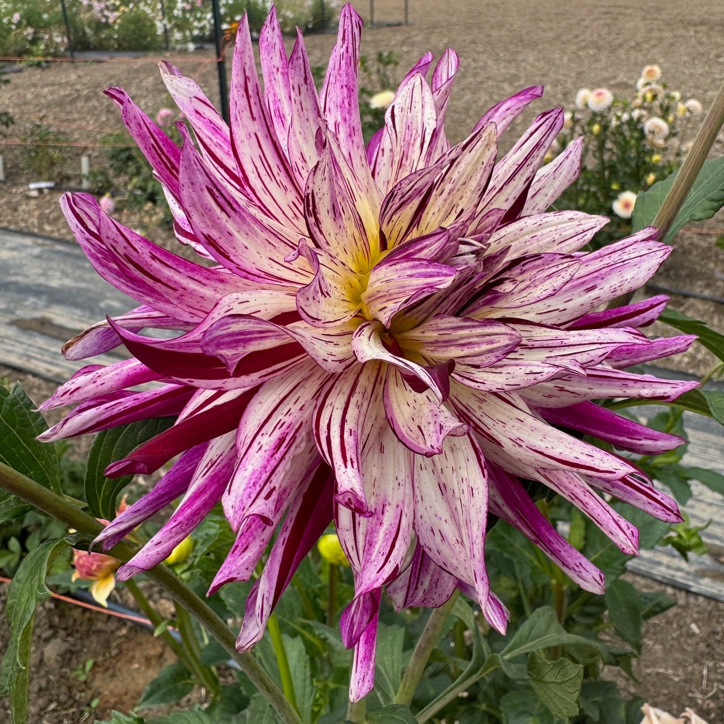 Hollyhill Exotica