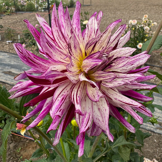 Hollyhill Exotica