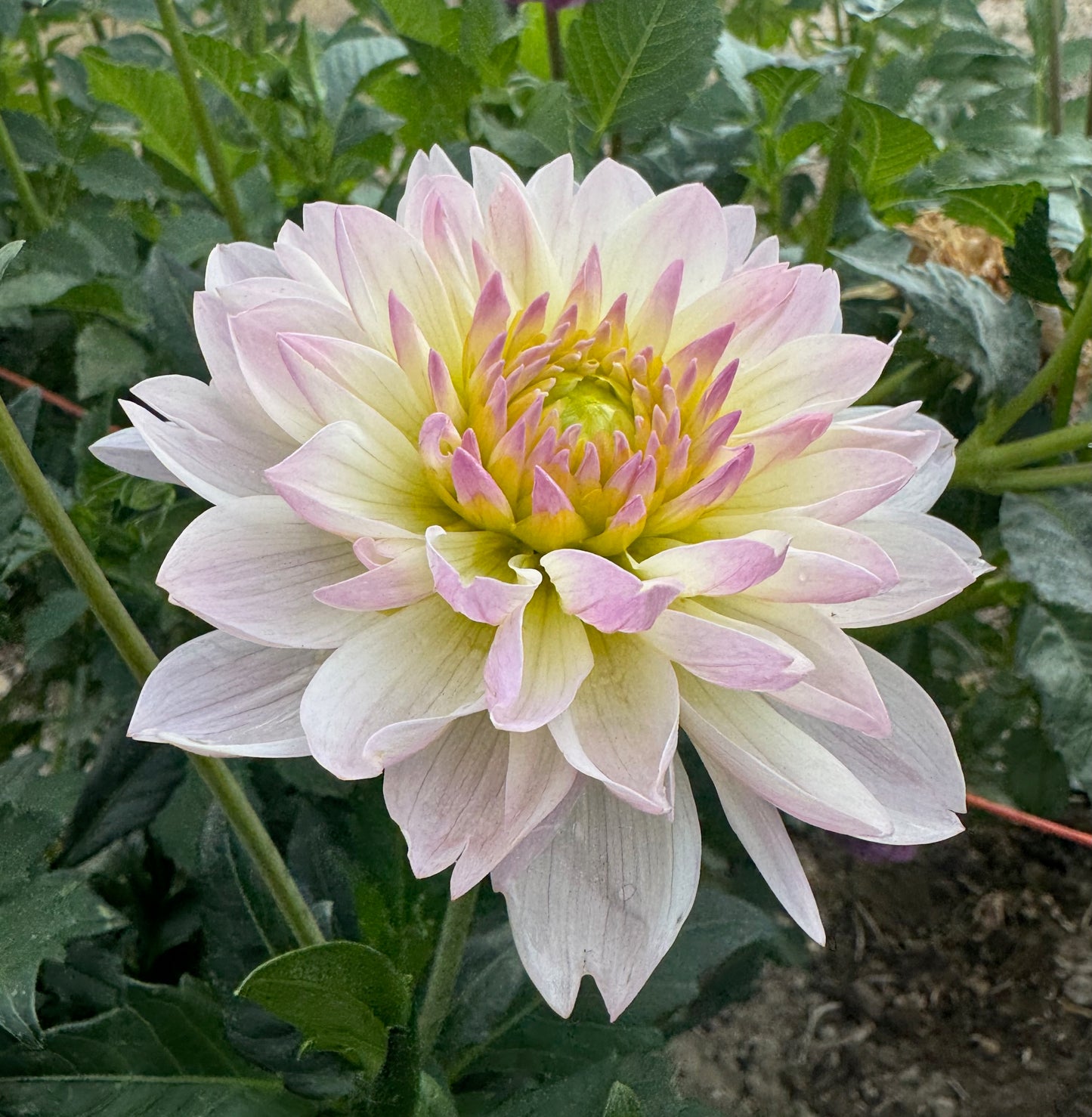 Hollyhill Lilibet