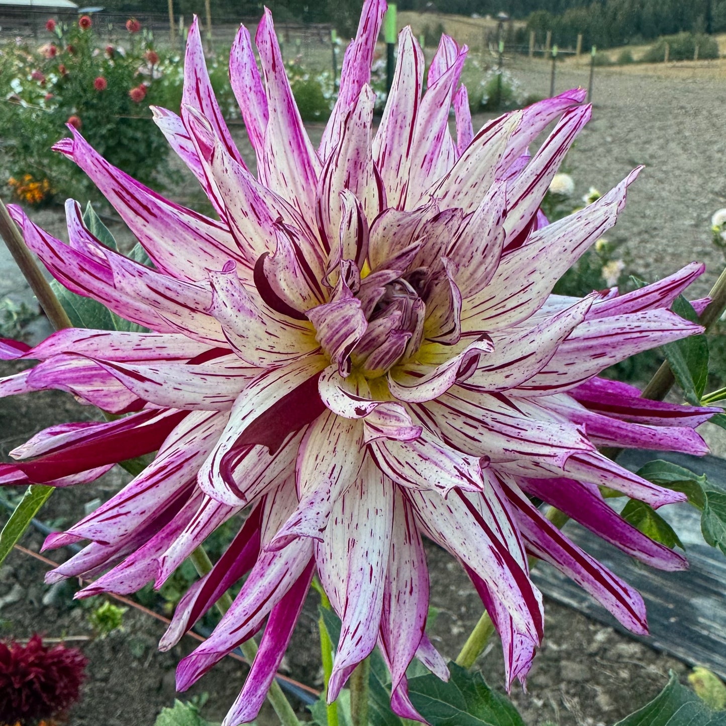 Hollyhill Exotica