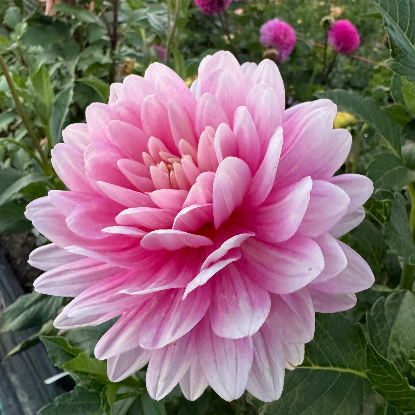 Hollyhill Pink Parfait