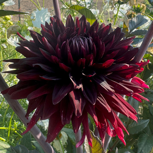 Black Jack