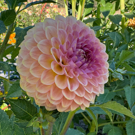20th Avenue Softer Peach