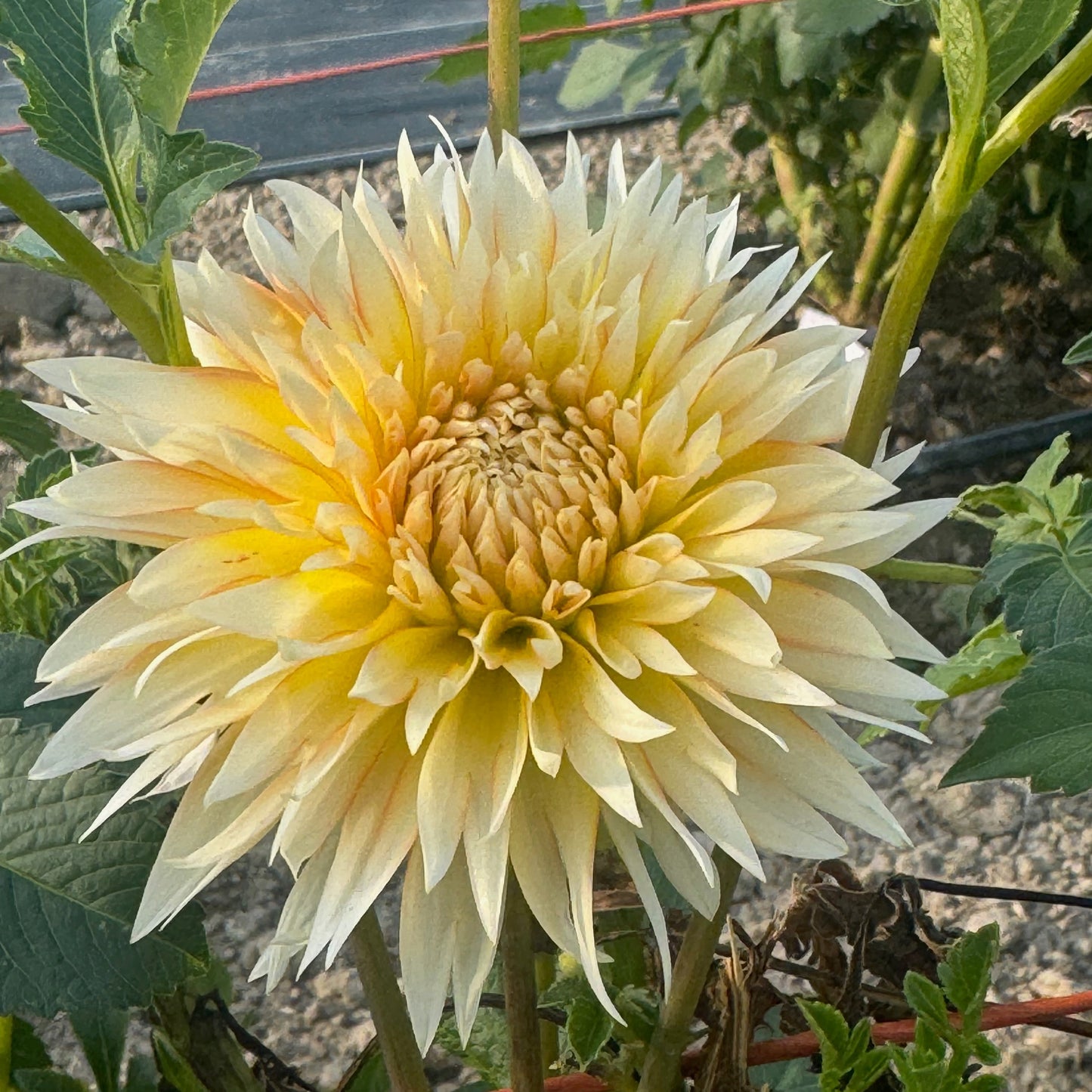 Tahoma Thimble