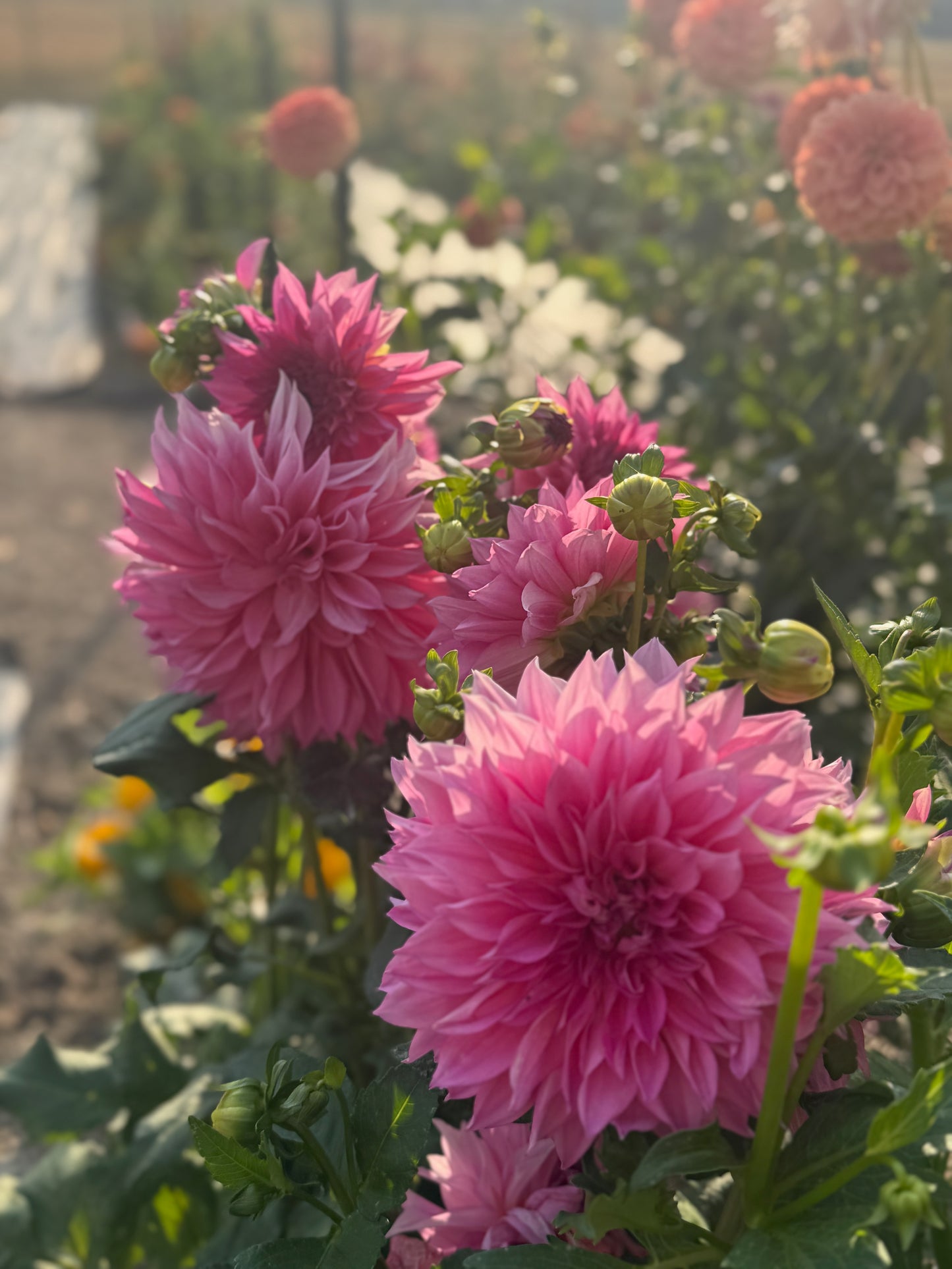 Café au Lait Rose