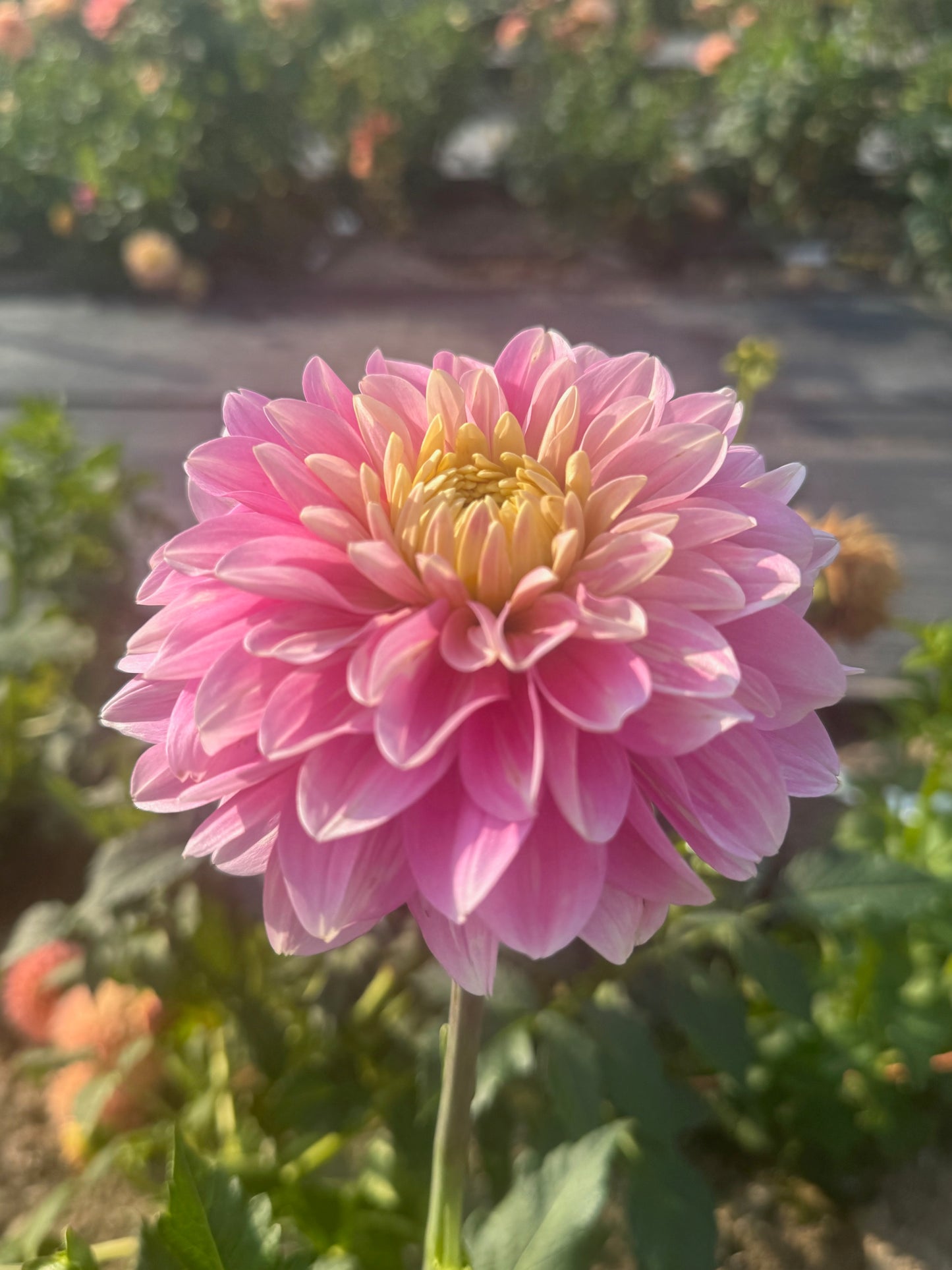 Hapet Rose Dream - limit 1