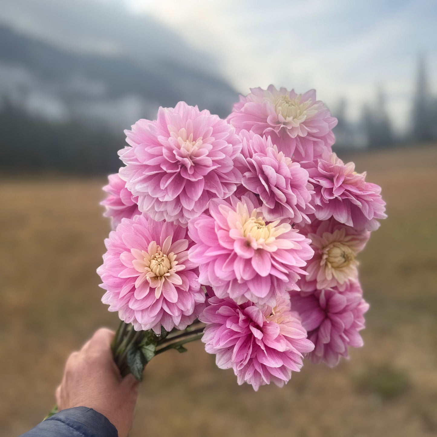 Hapet Rose Dream - limit 1