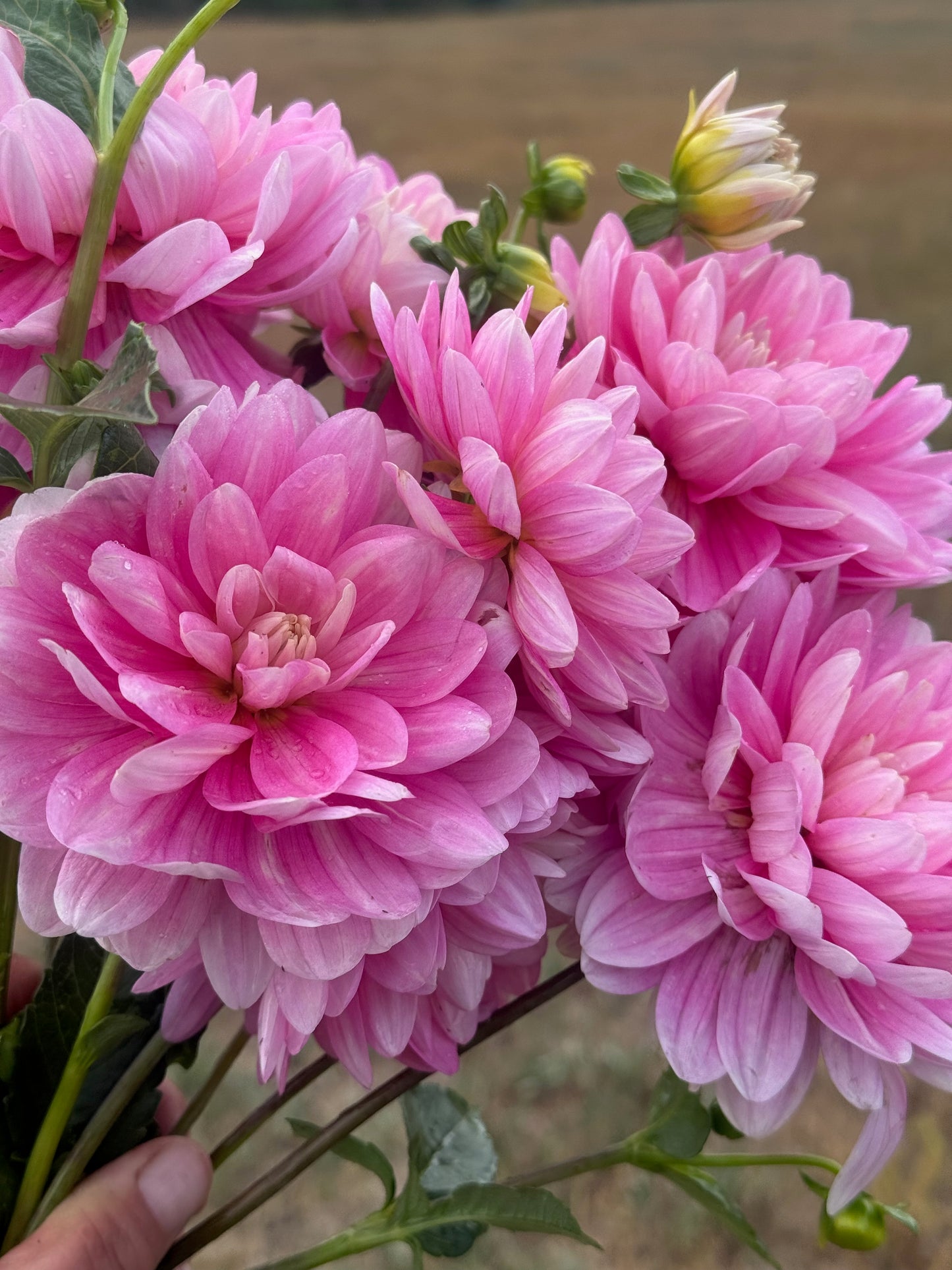 Hollyhill Pink Parfait