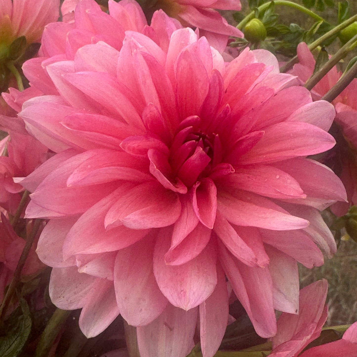 Sourire de Crozon
